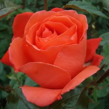 Rosa Alexander™ - narancssárga - magastörzsű rózsa - teahibrid virágú