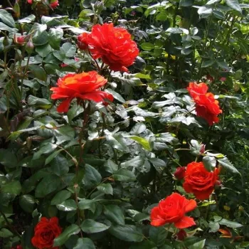 Portocaliu sau roșu portocaliu - trandafiri pomisor - Trandafir copac cu trunchi înalt – cu flori teahibrid