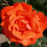 Stromčekové ruže - oranžový - Rosa Alexander™ - mierna vôňa ruží - sad