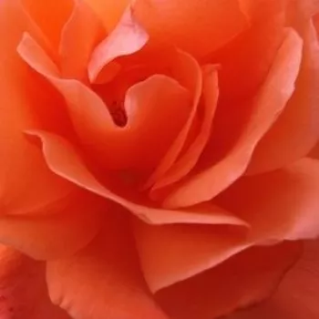 Online rózsa kertészet - narancssárga - diszkrét illatú rózsa - gyümölcsös aromájú - Alexander™ - teahibrid rózsa - (100-180 cm)