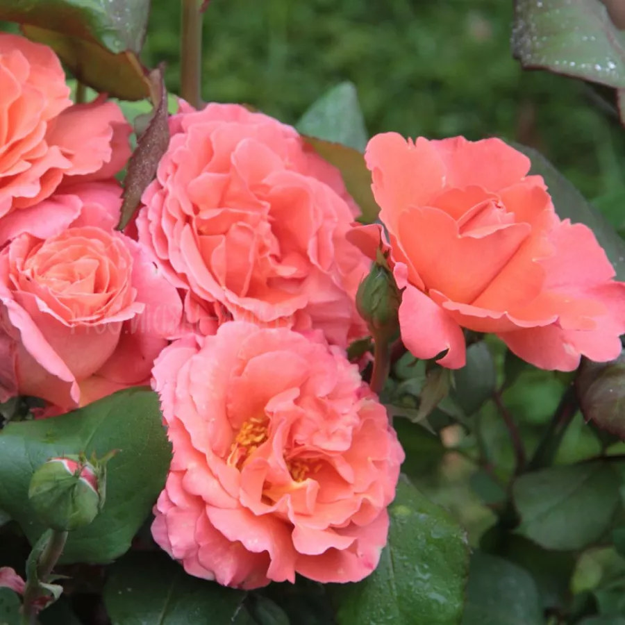 Narancssárga - Rózsa - Christophe Colomb® - Online rózsa rendelés
