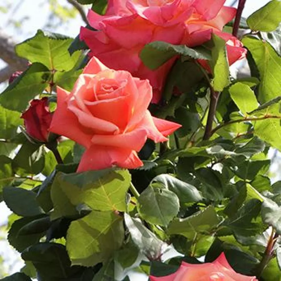 Diszkrét illatú rózsa - Rózsa - Christophe Colomb® - Online rózsa rendelés