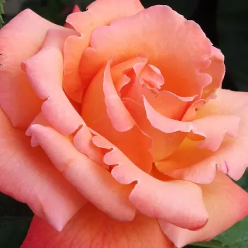 Online rózsa webáruház - teahibrid rózsa - narancssárga - diszkrét illatú rózsa - barack aromájú - Christophe Colomb® - (80-100 cm)