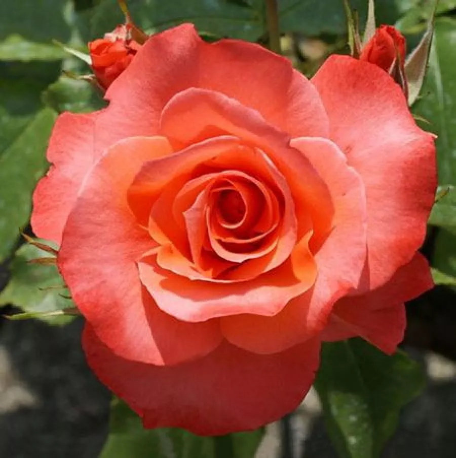 Oranžový - Ruža - Christophe Colomb® - 