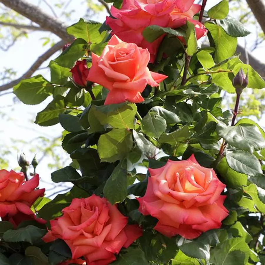 120-150 cm - Rosa - Christophe Colomb® - rosal de pie alto