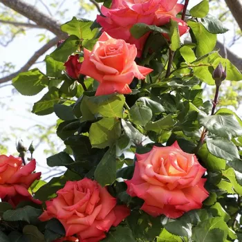 Naranja con bordes rojo - árbol de rosas de flores en grupo - rosal de pie alto - rosa de fragancia discreta - melocotón