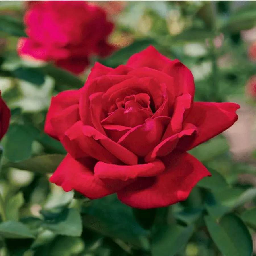 Czerwony - Róża - Chrysler Imperial - Szkółka Róż Rozaria