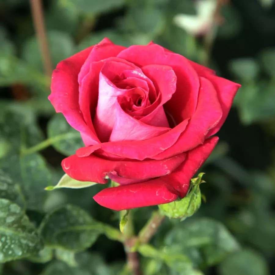 Trandafir cu parfum intens - Trandafiri - Chrysler Imperial - Trandafiri online