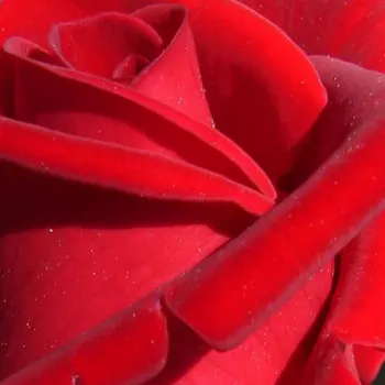 Ružová - školka - eshop  - čajohybrid - červený - intenzívna vôňa ruží - pižmo - Chrysler Imperial - (60-100 cm)