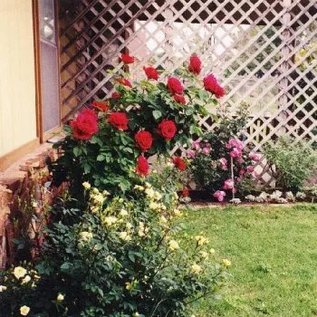 Aksamitny, ciemno czerwony - róża pienna - Róże pienne - z kwiatami hybrydowo herbacianymi