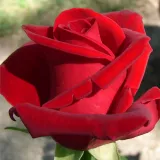 Vörös - intenzív illatú rózsa - pézsma aromájú - Online rózsa vásárlás - Rosa Chrysler Imperial - teahibrid rózsa