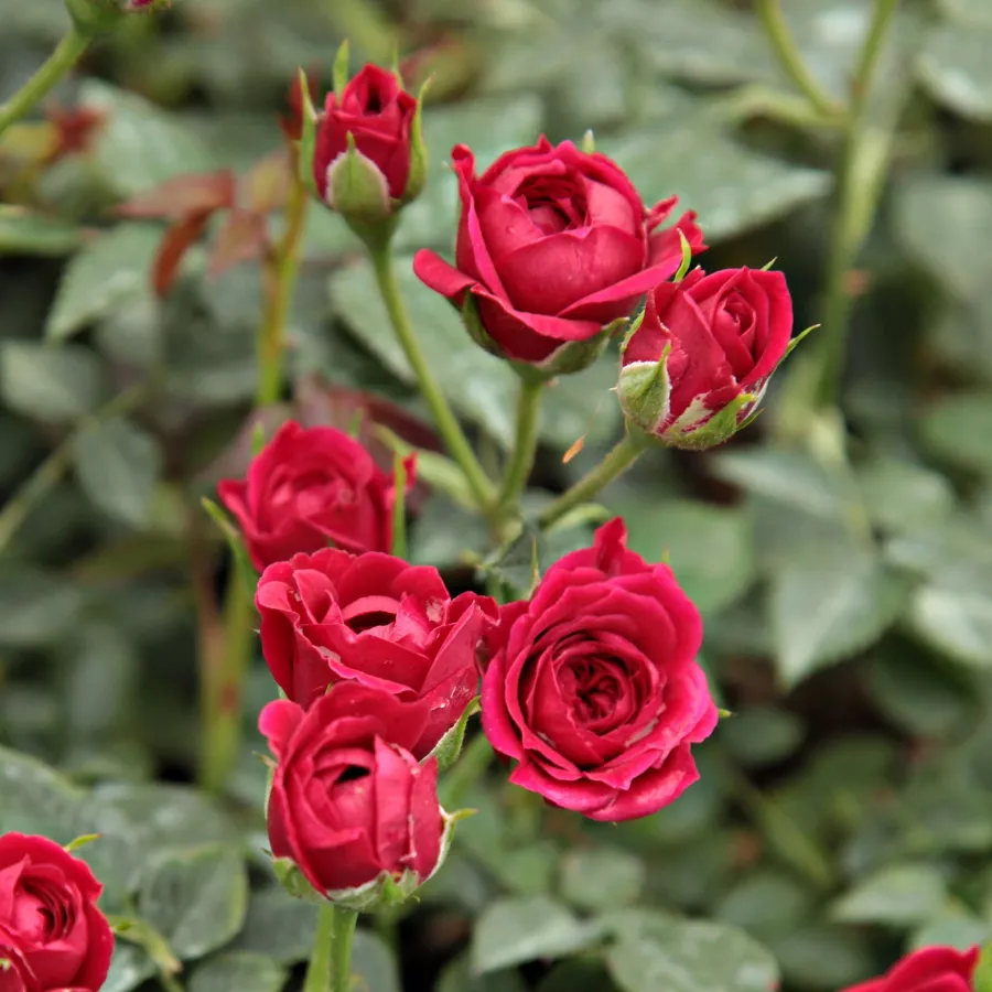 červený - Ruža - Ciklámen - Ruže - online - koupit