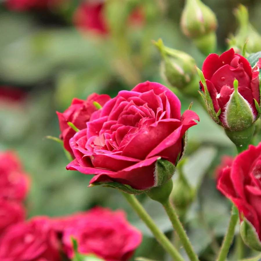 Rosa del profumo discreto - Rosa - Ciklámen - Produzione e vendita on line di rose da giardino