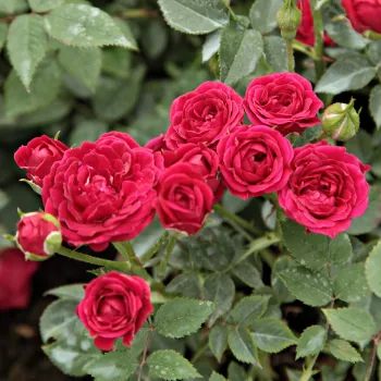 Karmazsinpiros - törpe - mini rózsa - diszkrét illatú rózsa - orgona aromájú