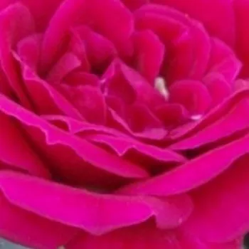 Růže online bazar - Mini růže - bordová - diskrétní - Ciklámen - (20-40 cm)
