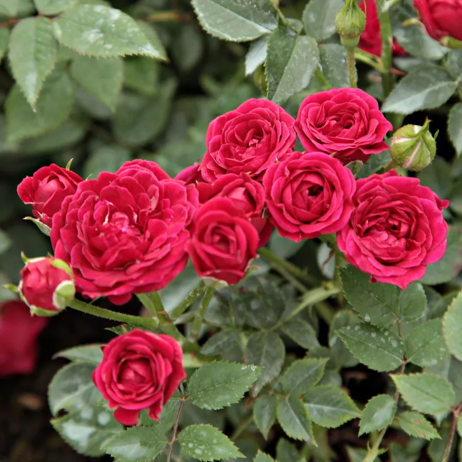 120-150 cm - Rosa - Ciklámen - rosal de pie alto