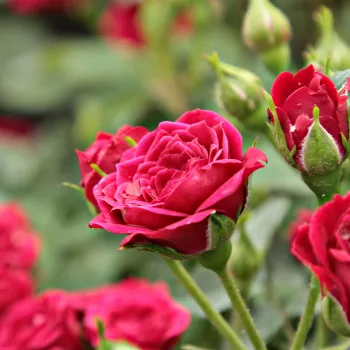 Rosa Ciklámen - roșu - trandafiri pomisor - Trandafir copac cu trunchi înalt – cu flori mărunți