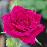 Vörös - törpe - mini rózsa - diszkrét illatú rózsa - orgona aromájú - Rosa Ciklámen - Online rózsa rendelés