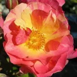 Narancssárga - virágágyi floribunda rózsa - Online rózsa vásárlás - Rosa Citrus Splash™ - diszkrét illatú rózsa - citrom aromájú