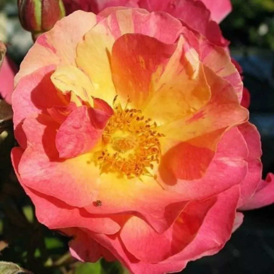 Virágágyi floribunda rózsa - Rózsa - Citrus Splash™ - Online rózsa rendelés