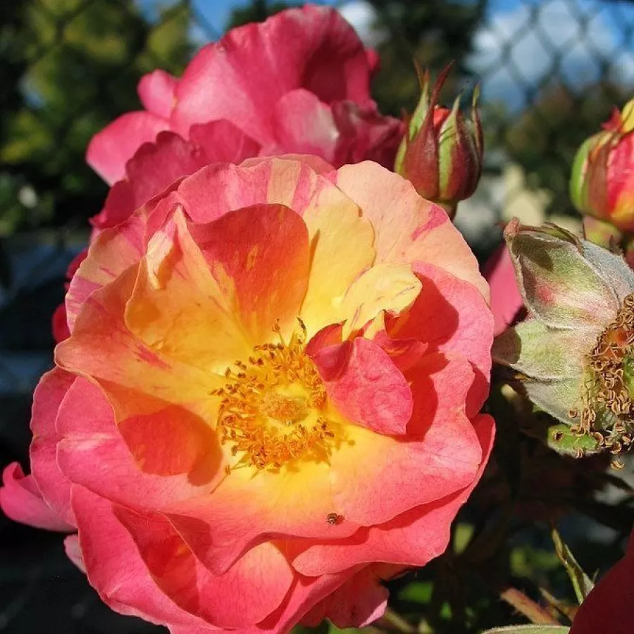 Arancia - Rosa - Citrus Splash™ - Produzione e vendita on line di rose da giardino