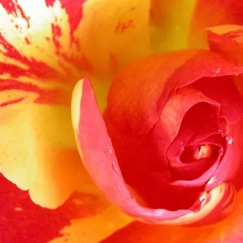Rosen Gärtnerei - floribundarosen - orange - Rosa Citrus Splash™ - diskret duftend - Dr. Keith W. Zary - Ihre außergewöhnlichen Blüten entfalten sich besonders in große Gruppen gepflanzt imposant.