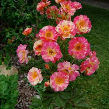 Portocaliu, cu dungi galbene - trandafiri pomisor - Trandafir copac cu trunchi înalt – cu flori simpli