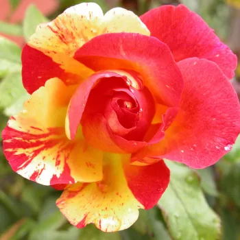 Rosa Citrus Splash™ - narancssárga - virágágyi floribunda rózsa