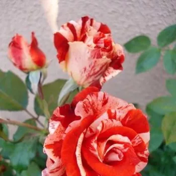 Narancssárga - fehér csíkos - virágágyi floribunda rózsa - diszkrét illatú rózsa - alma aromájú