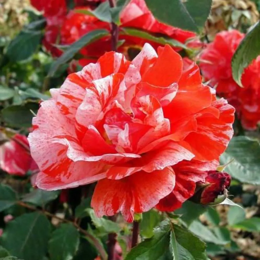 Arancione - bianco - Rosa - City of Carlsbad™ - Produzione e vendita on line di rose da giardino