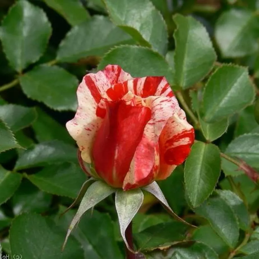 Diszkrét illatú rózsa - Rózsa - City of Carlsbad™ - Online rózsa rendelés