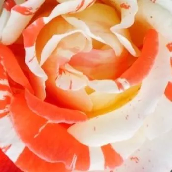 Róże krzewy, sadzonki - róże rabatowe grandiflora - floribunda - pomarańczowy - biały - róża z dyskretnym zapachem - City of Carlsbad™ - (80-120 cm)