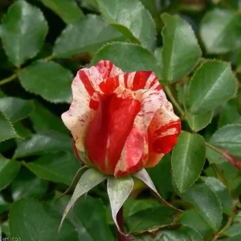 Rosa City of Carlsbad™ - portocaliu - alb - trandafiri pomisor - Trandafir copac cu trunchi înalt – cu flori simpli