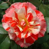 Róże rabatowe grandiflora - floribunda - róża z dyskretnym zapachem - pomarańczowy - biały - Rosa City of Carlsbad™