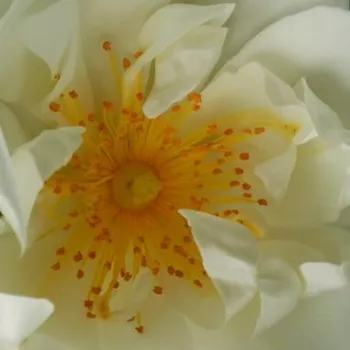 Online rózsa rendelés  - climber, futó rózsa - fehér - diszkrét illatú rózsa - damaszkuszi aromájú - City of York® - (250-600 cm)