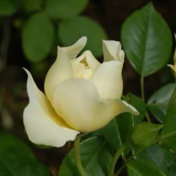 Rosa City of York® - biały - róża pienna - Róże pienne - z drobnymi kwiatami