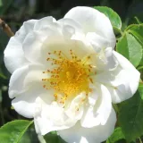 Drevesne vrtnice - bela - Rosa City of York® - Diskreten vonj vrtnice