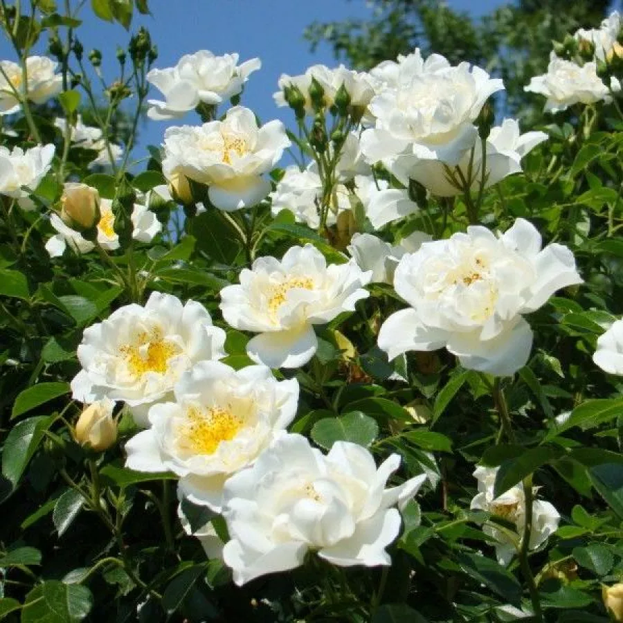 Trandafiri climber - Trandafiri - City of York® - comanda trandafiri online