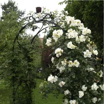 Cream white, yellow stamens - climber rose