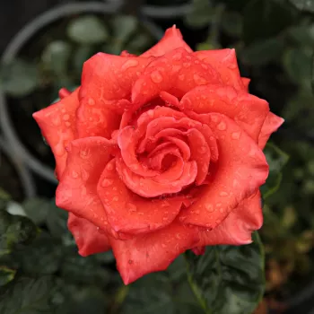 Online rózsa kertészet - vörös - teahibrid rózsa - Clarita™ - diszkrét illatú rózsa - alma aromájú - (60-100 cm)
