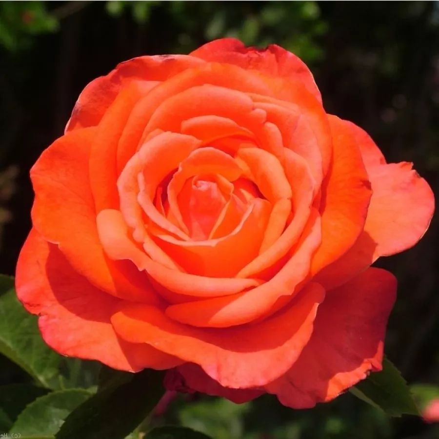 Czerwony - Róża - Clarita™ - Szkółka Róż Rozaria