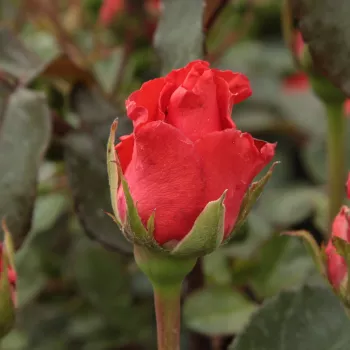 Rosa Clarita™ - vörös - teahibrid rózsa