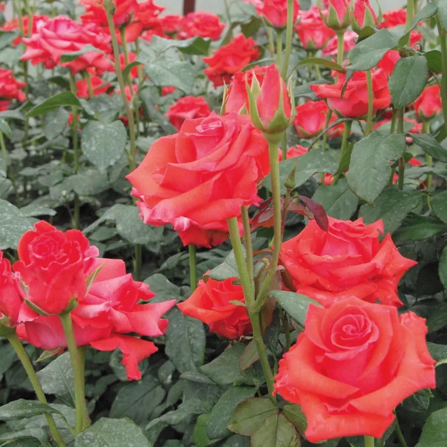 MEIbyster - Rosa - Clarita™ - Produzione e vendita on line di rose da giardino