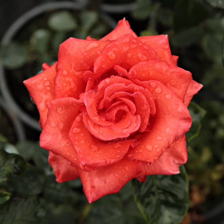 Hybrid Tea - Rosa - Clarita™ - Produzione e vendita on line di rose da giardino