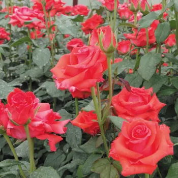 Korálově červená - stromkové růže - Stromkové růže s květmi čajohybridů