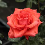 čajohybrid - mierna vôňa ruží - aróma jabĺk - červený - Rosa Clarita™