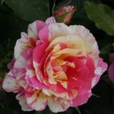 Teehybriden-edelrosen - rot-gelb - diskret duftend - Rosa Claude Monet™ - Rosen Online Kaufen