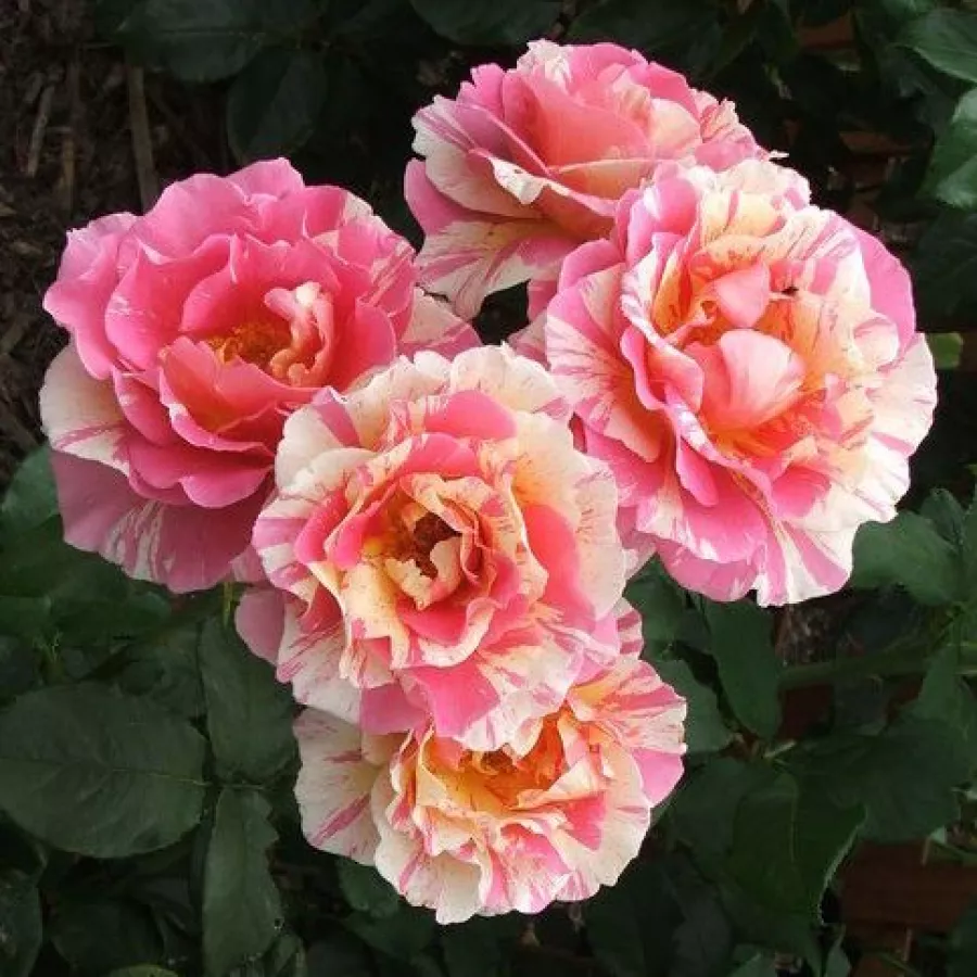 Vörös - sárga - Rózsa - Claude Monet™ - Online rózsa rendelés