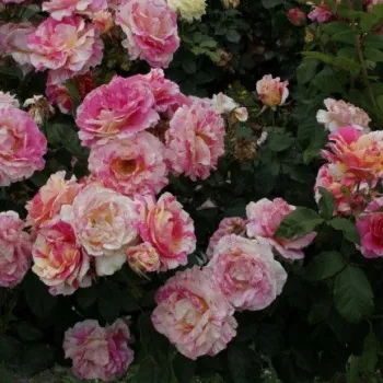 Wiśniowy - róża wielkokwiatowa - Hybrid Tea   (90-100 cm)