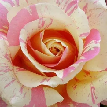 Krzewy róż sprzedam - róża wielkokwiatowa - Hybrid Tea - czerwony żółty - róża z dyskretnym zapachem - Claude Monet™ - (90-100 cm)